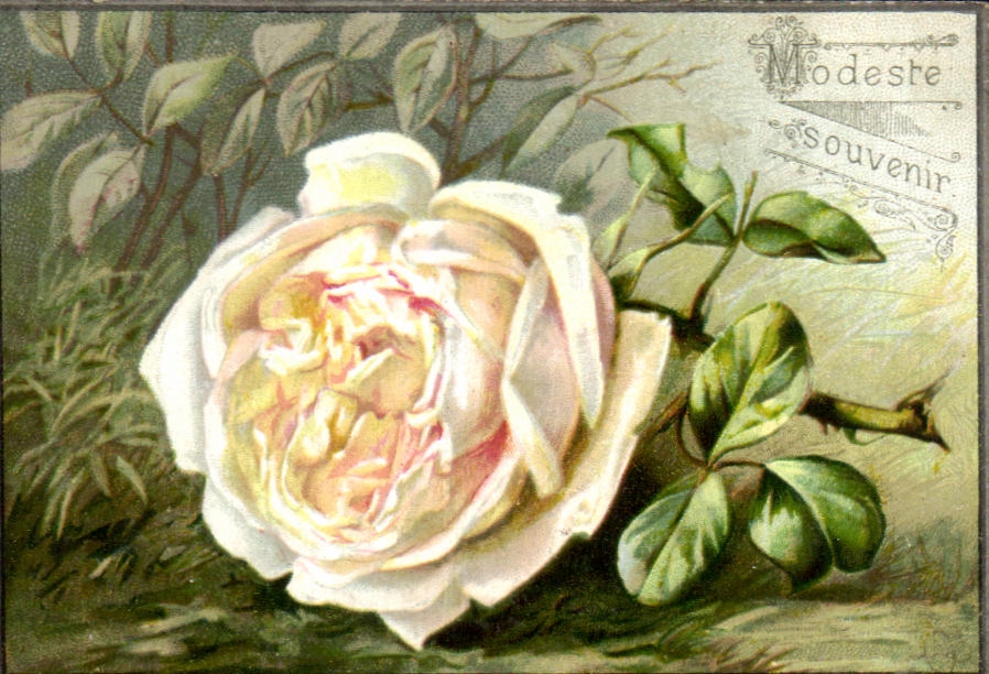 Image Modeste pink Souvenir flower