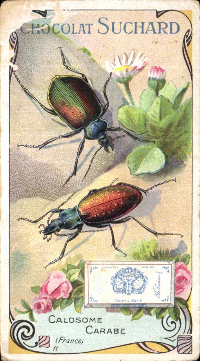 Chromo Chocolat Suchard Calosome Carabe Insecte