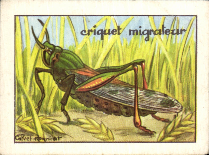 Image Migrating Locust