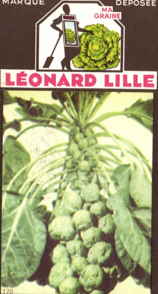 Image Flowers Leonard Lille Cabbage