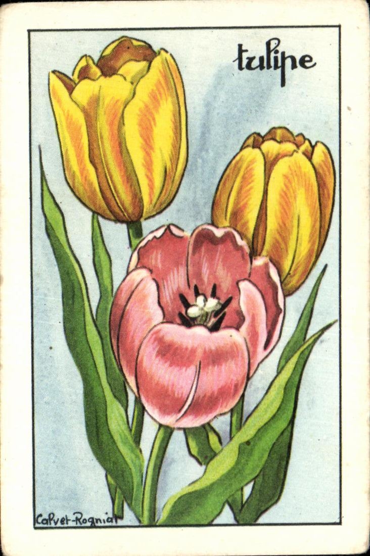 Image Tulip Flowers