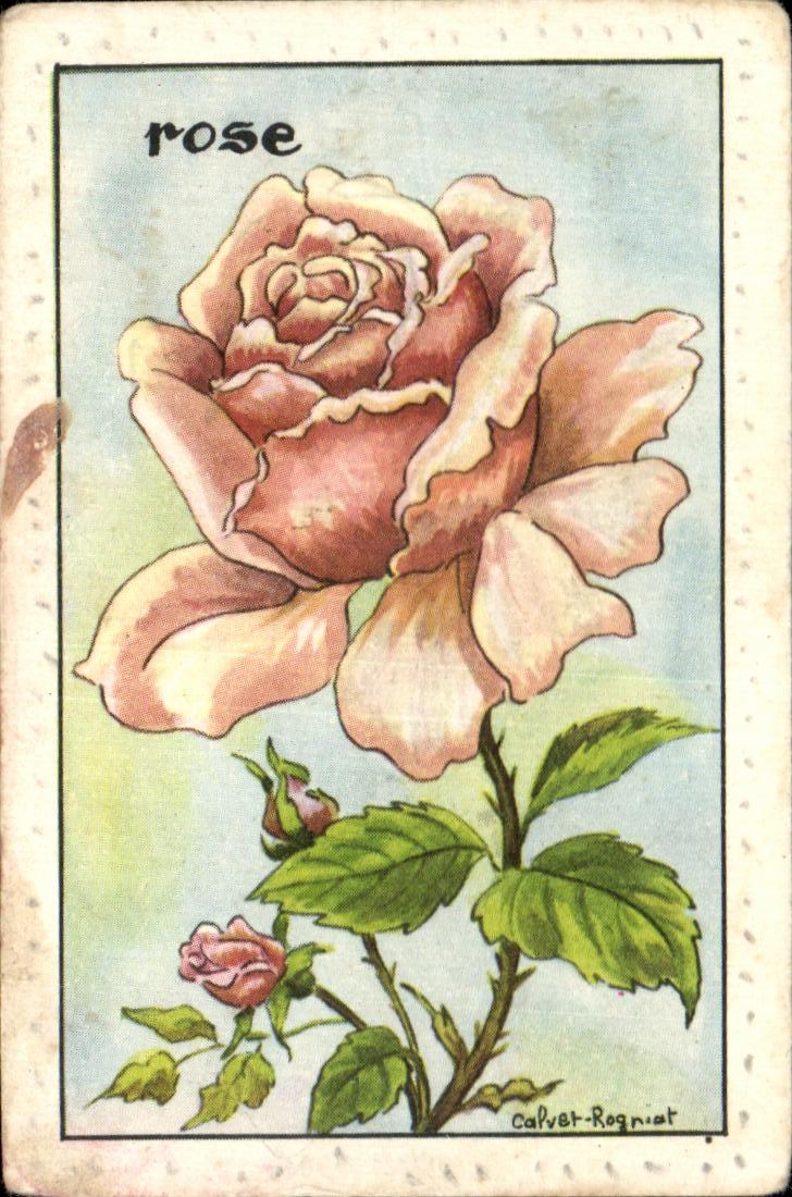 RoseFleur image