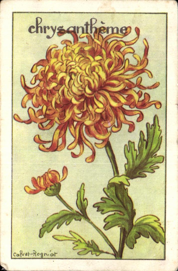 Image Chrysanthemum Flower