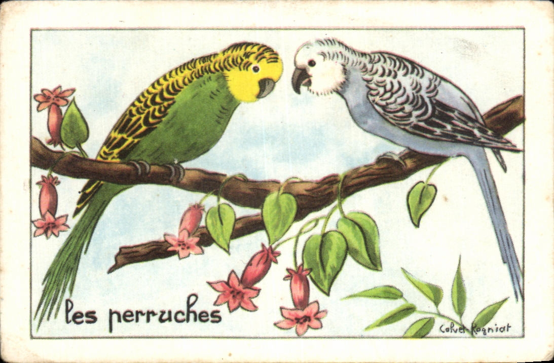 Image the Parakeets Parrots