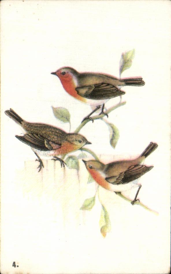 Image Rouge Gorges bird