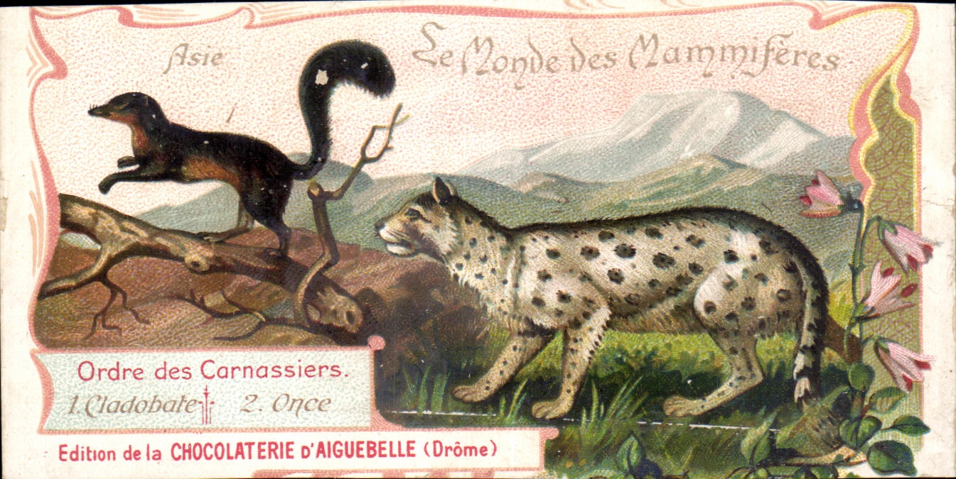 Chromo Le Monde Des Mammiferes Chocolaterie d'aiguebelle Drome 
