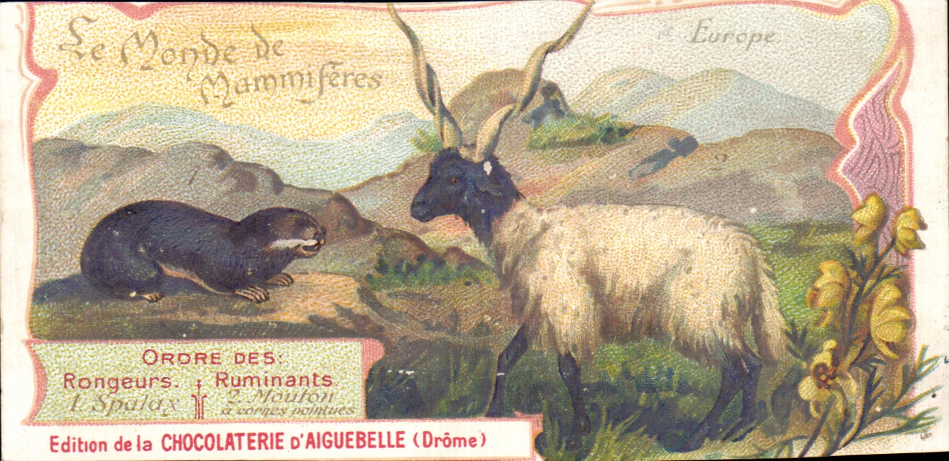 Chromo Le Monde Des Mammiferes Chocolaterie d'aiguebelle Drome Vigogne Capromys 