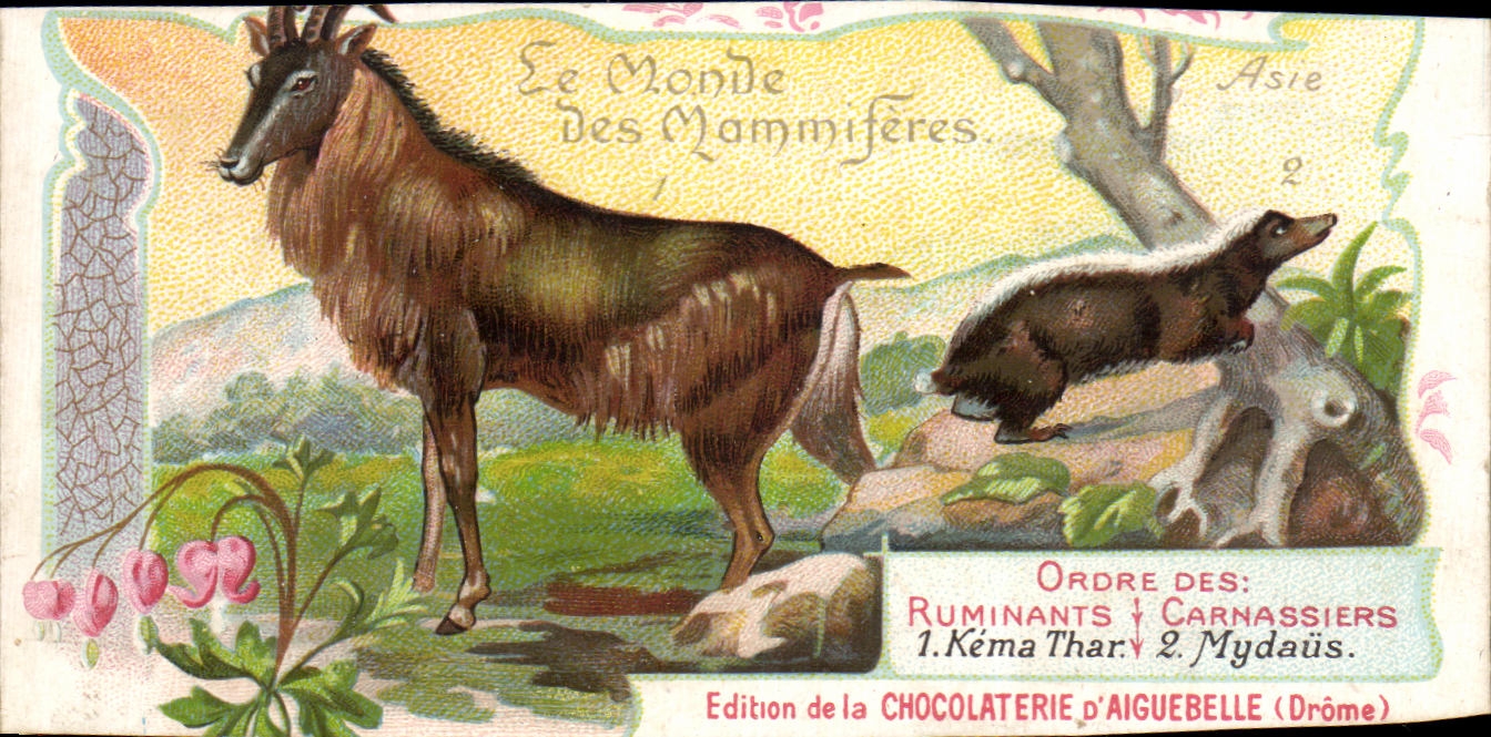 Chromo Le Monde Des Mammiferes Chocolaterie d'aiguebelle Drome Kema Thar Mydaus Chevre 