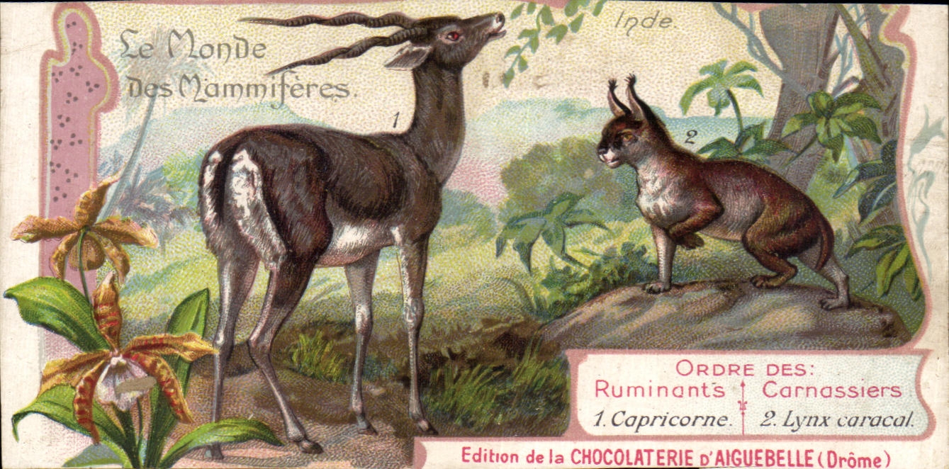 Chromo Le Monde Des Mammiferes Capricorne Lynx caracal 