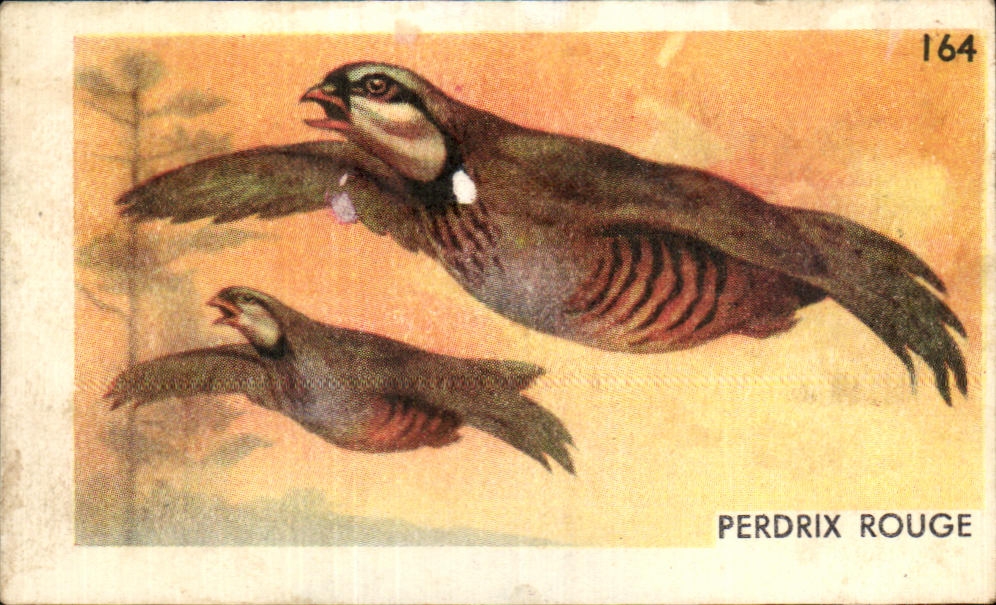 Red image Partridge