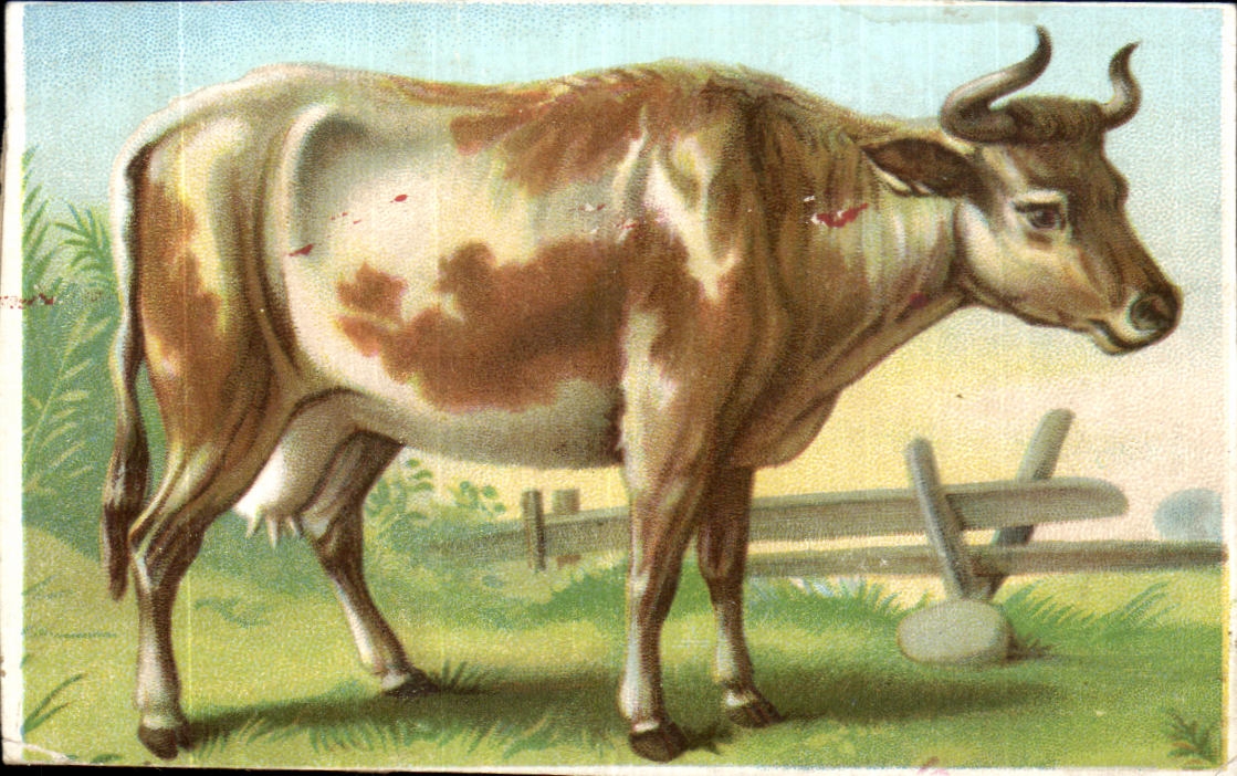 Image Cow