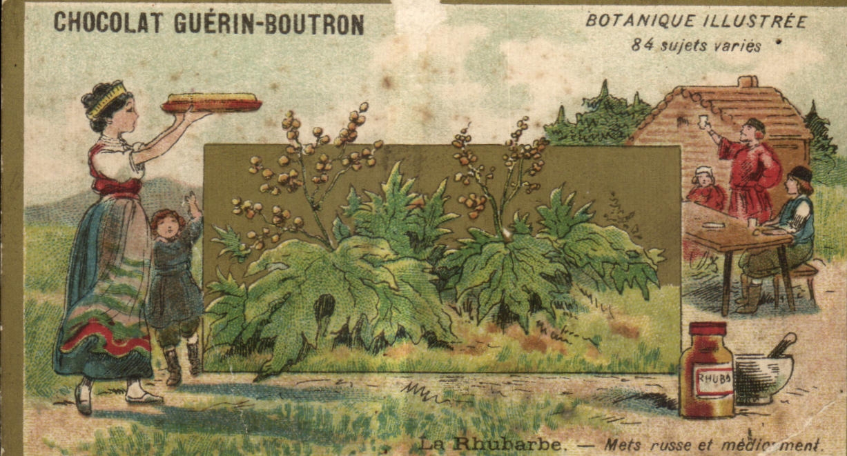 Chromo Chocolat Guerin Boutron Botanique Illustree La Rhubarde mets Russe
