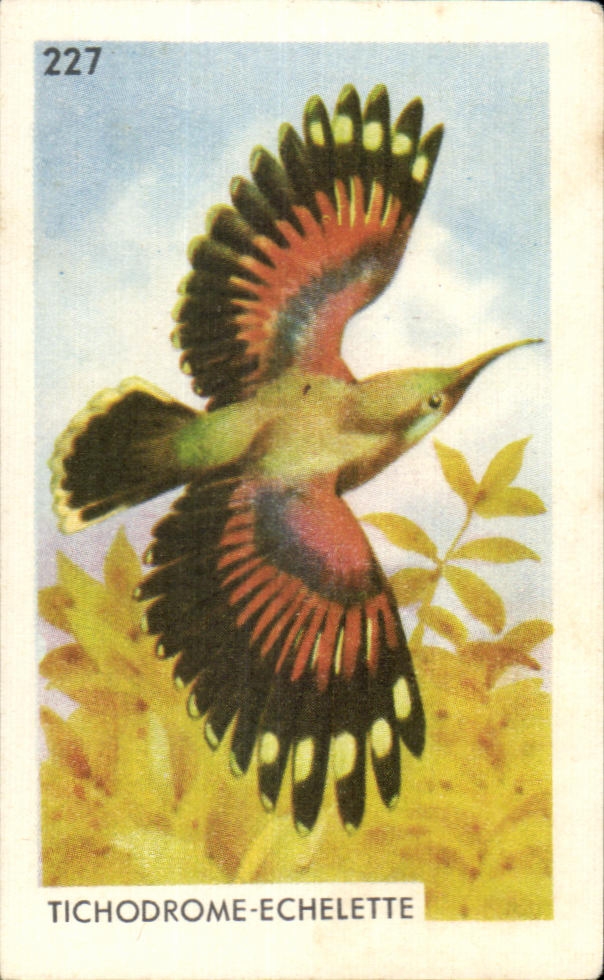 Image Tichodrome Echelette Bird Francorusse Dessert