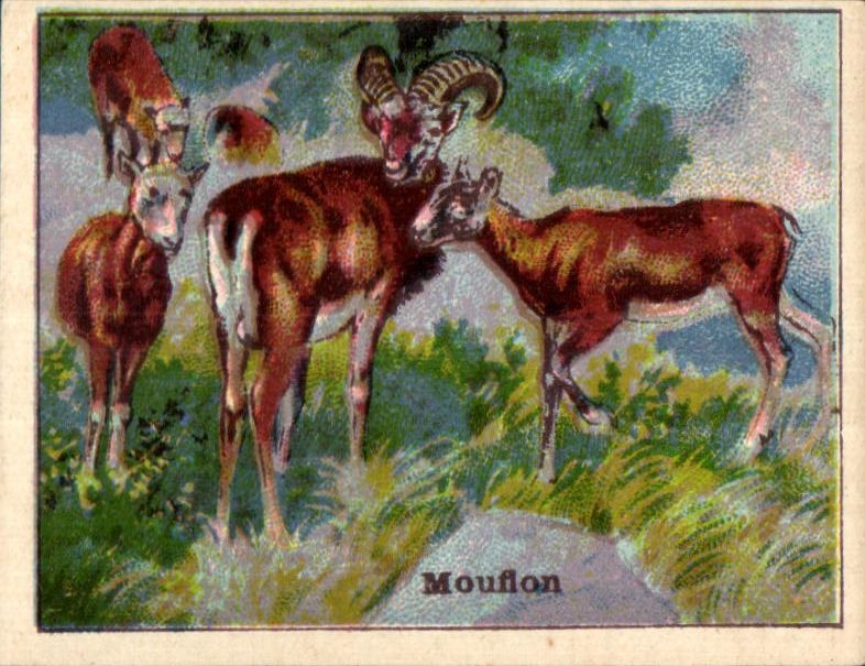 Image Moufflon Vinay chocolate