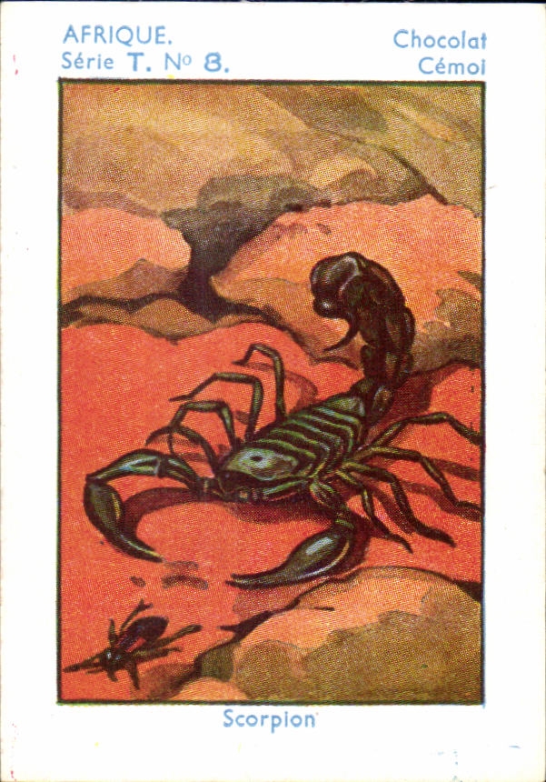 Image Scorplon Cemol Chocolate