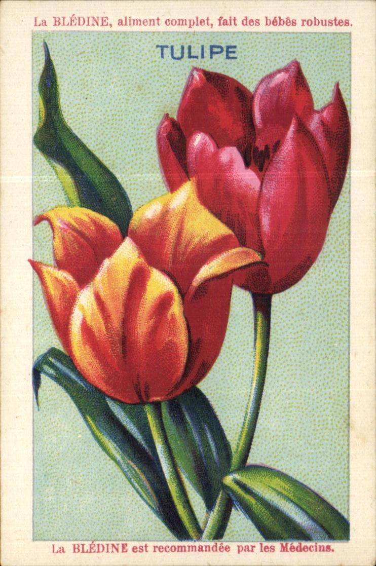 Image Bledine Tulip