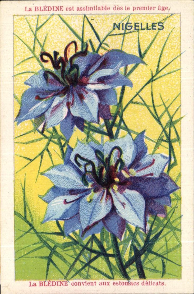 Image Bledine Nigelles