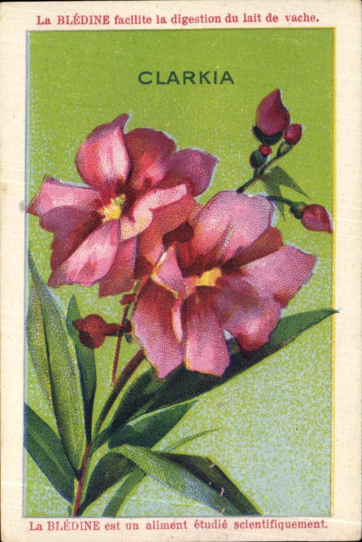 Imagen Bledine Clarkia