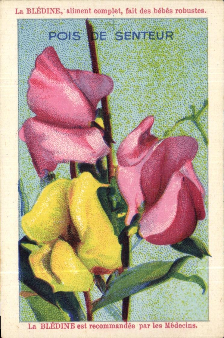 Image Bledine Poits of scent