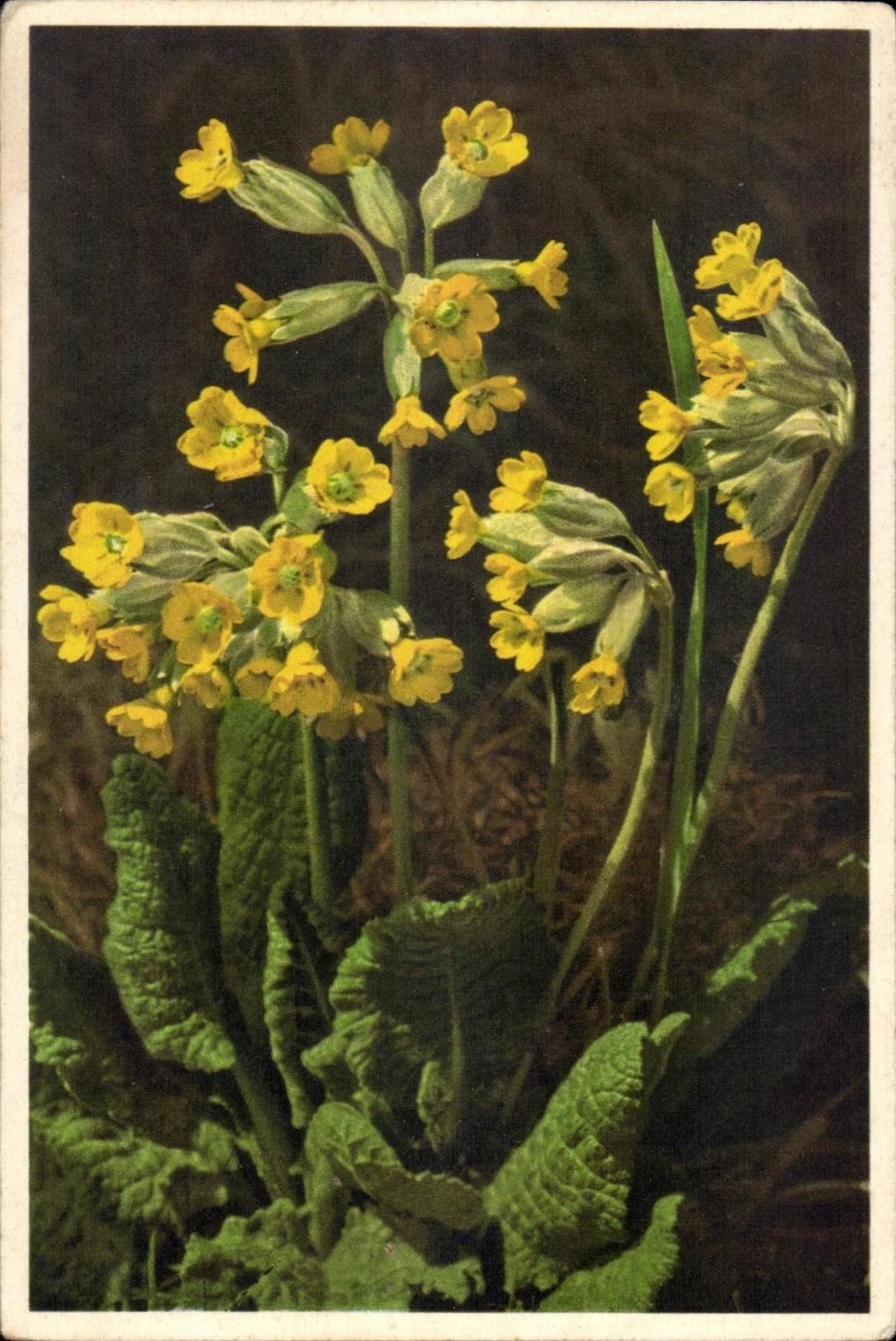 CPA Fantaisie Fleurs Primula Veris Primevere
