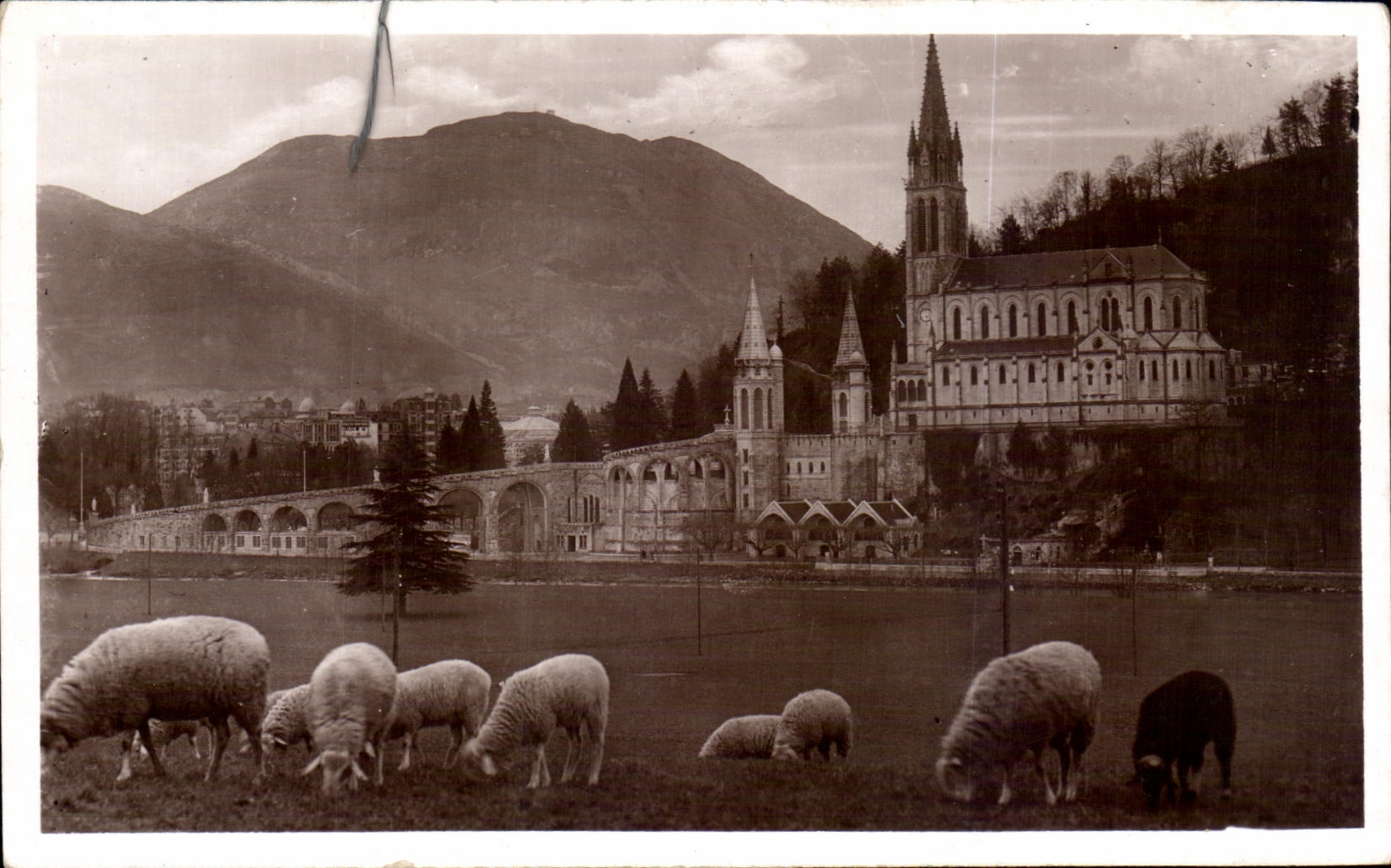 CPA Lourdes La Basilique et le Pic du Jer Moutons 