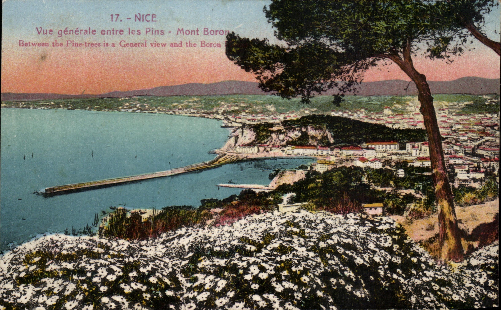 CPA Nice View between the Pines Mount Boron Between the Prick trees