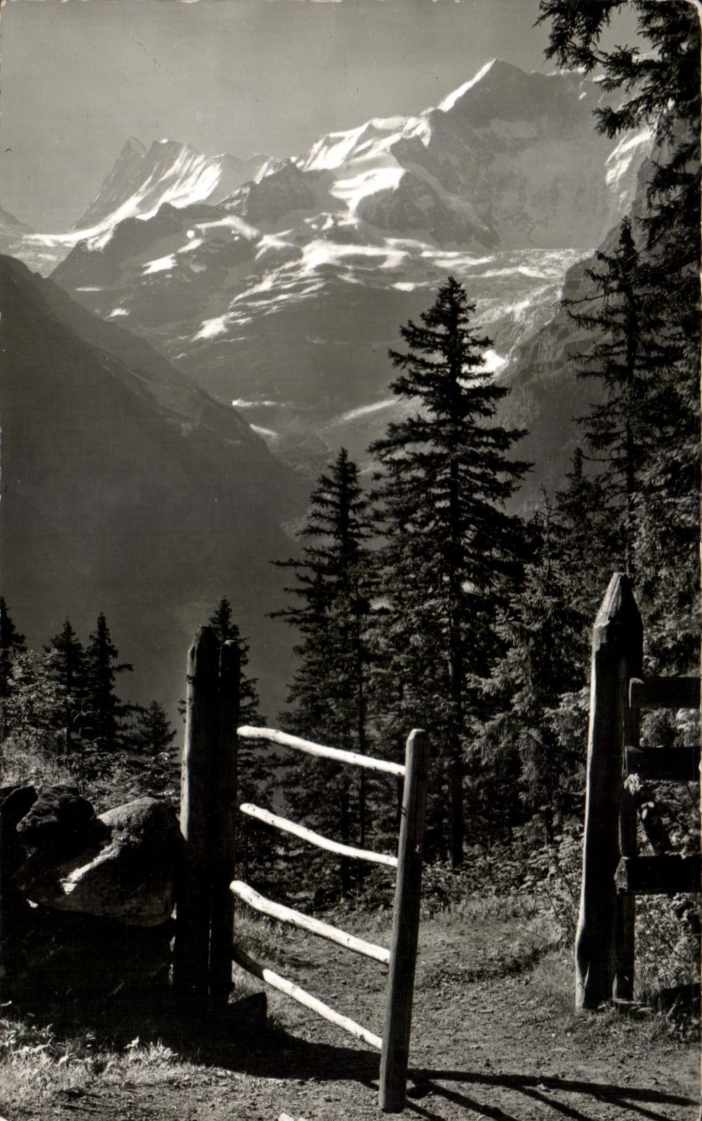 CPA Grindelwald Am Wag n Bussalp Finsteraarhorn und kl Fiescherhorn 