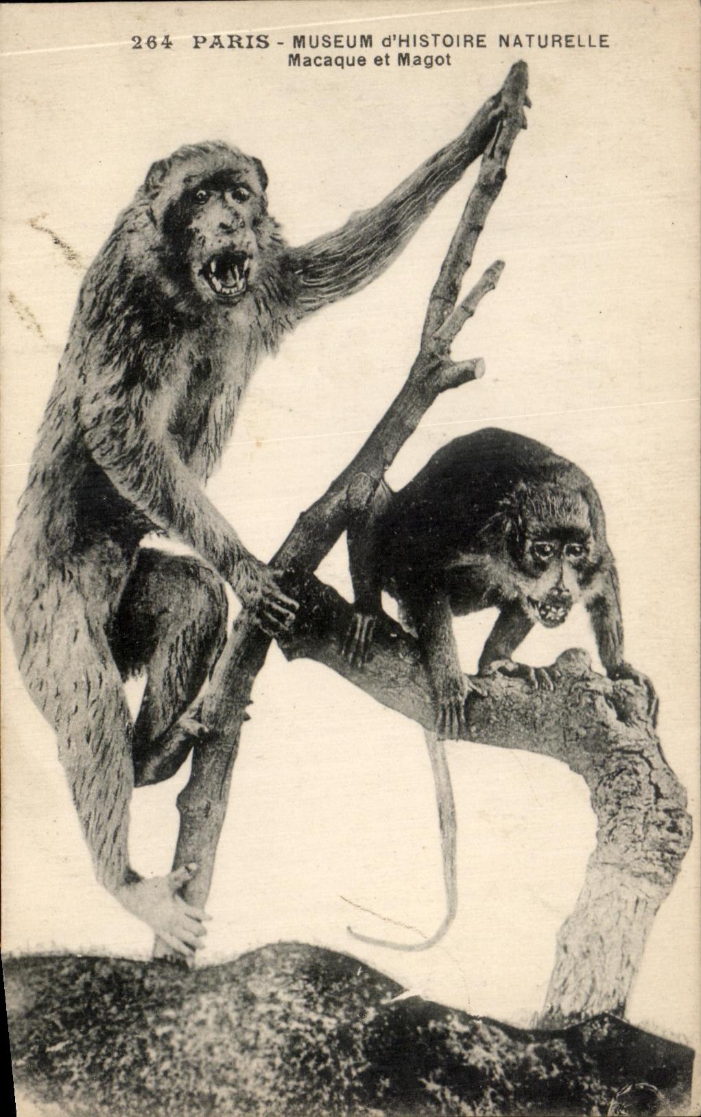 CPA Paris Museum of Natural history Macaque and Nest egg Monkey
