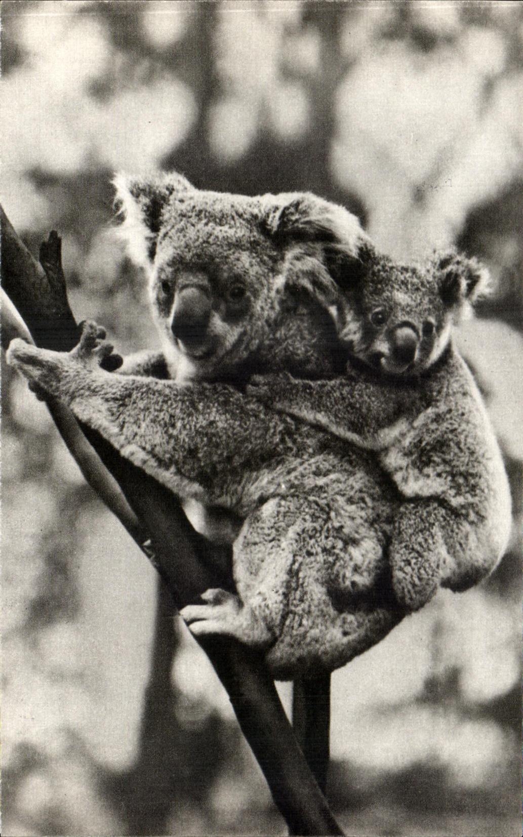 CPA Femelle koala et son petit 