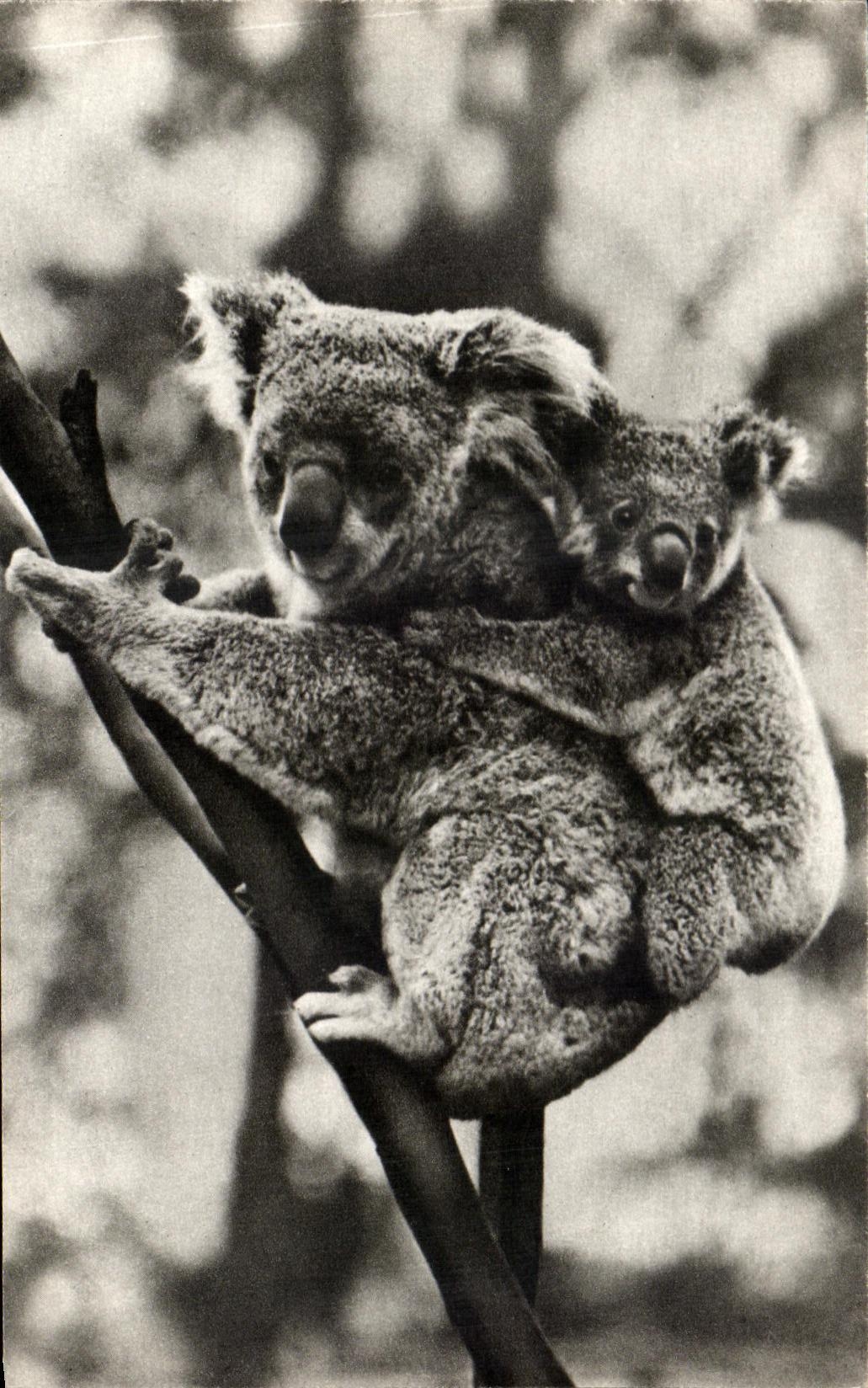 CPA Koala
