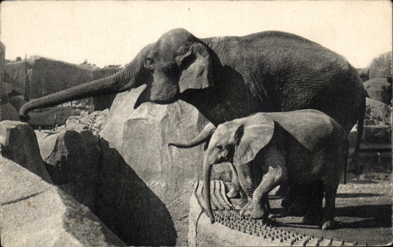 CPA Museum National D'Histoire Naturelle Parc Zoologique Du Bois De Vincennes Paris Elephant Micheline