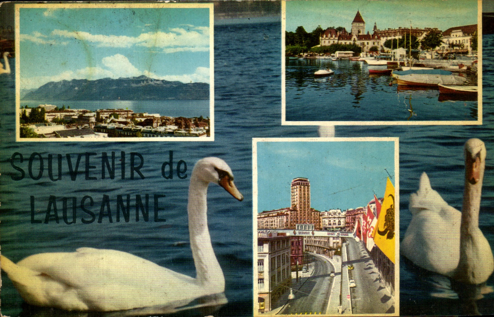 CPA Souvenir de Lausanne Cygnes Suisse