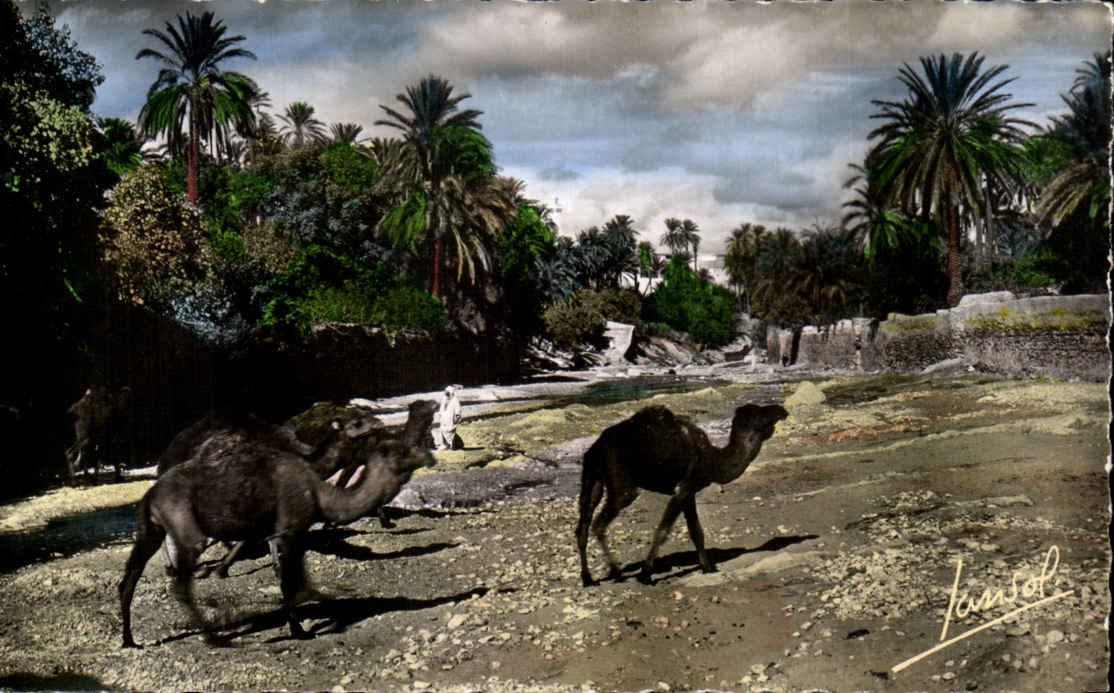 Escenas del sur argelinas y tipos de CPA un lecho de un rio seco en los camellos del sur