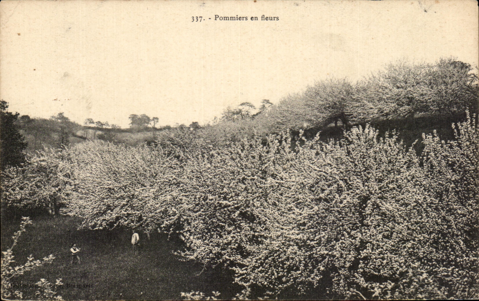 CPA Pommiers En Fleurs