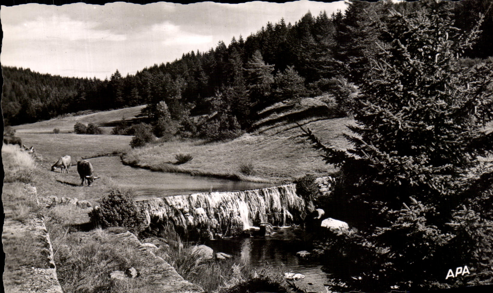 CPA Mountain Of Aigoual Pasture In the Peaceful Valley Of Trevezel On Route De Meyruels
