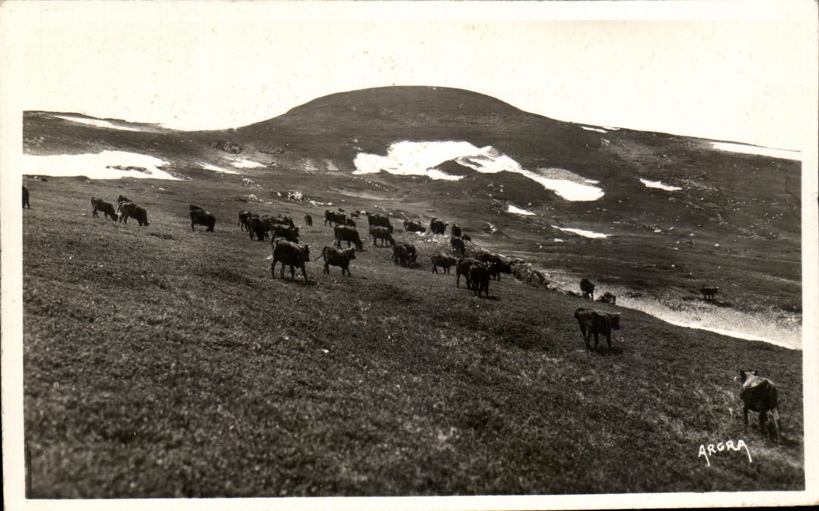 CPA Le Plomb De Cantal Vaches