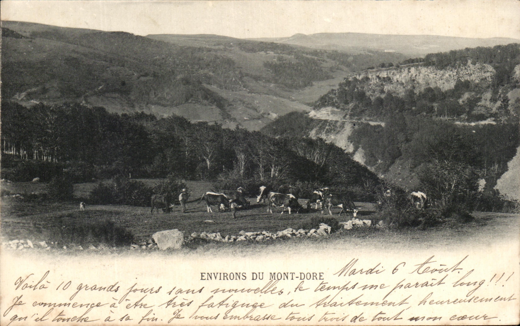 CPA Environs of the Mount Gilds Cows