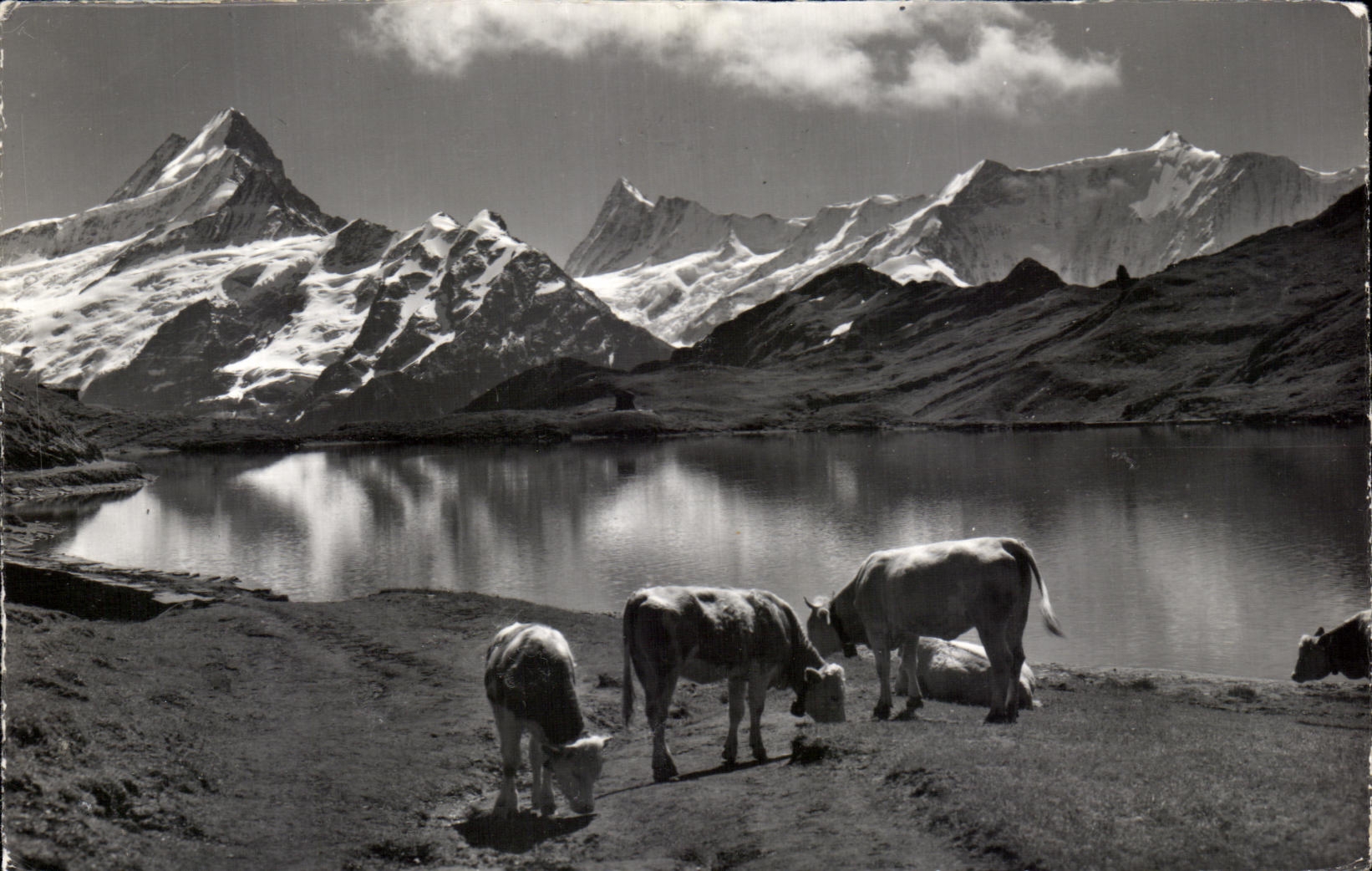CPA Grindelwald Bachsee Am Faulhorn Suisse Vaches