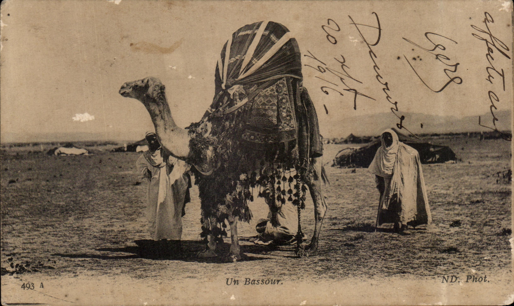 Camello de CPA Bassour