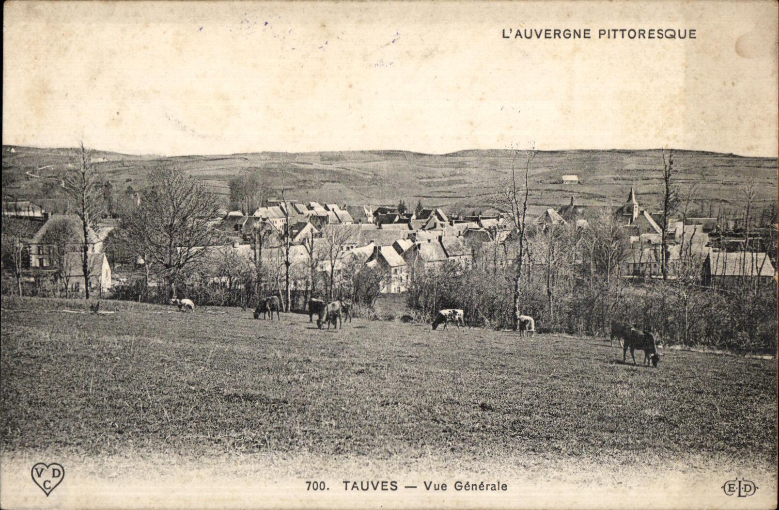 CPA Tauves View Cows