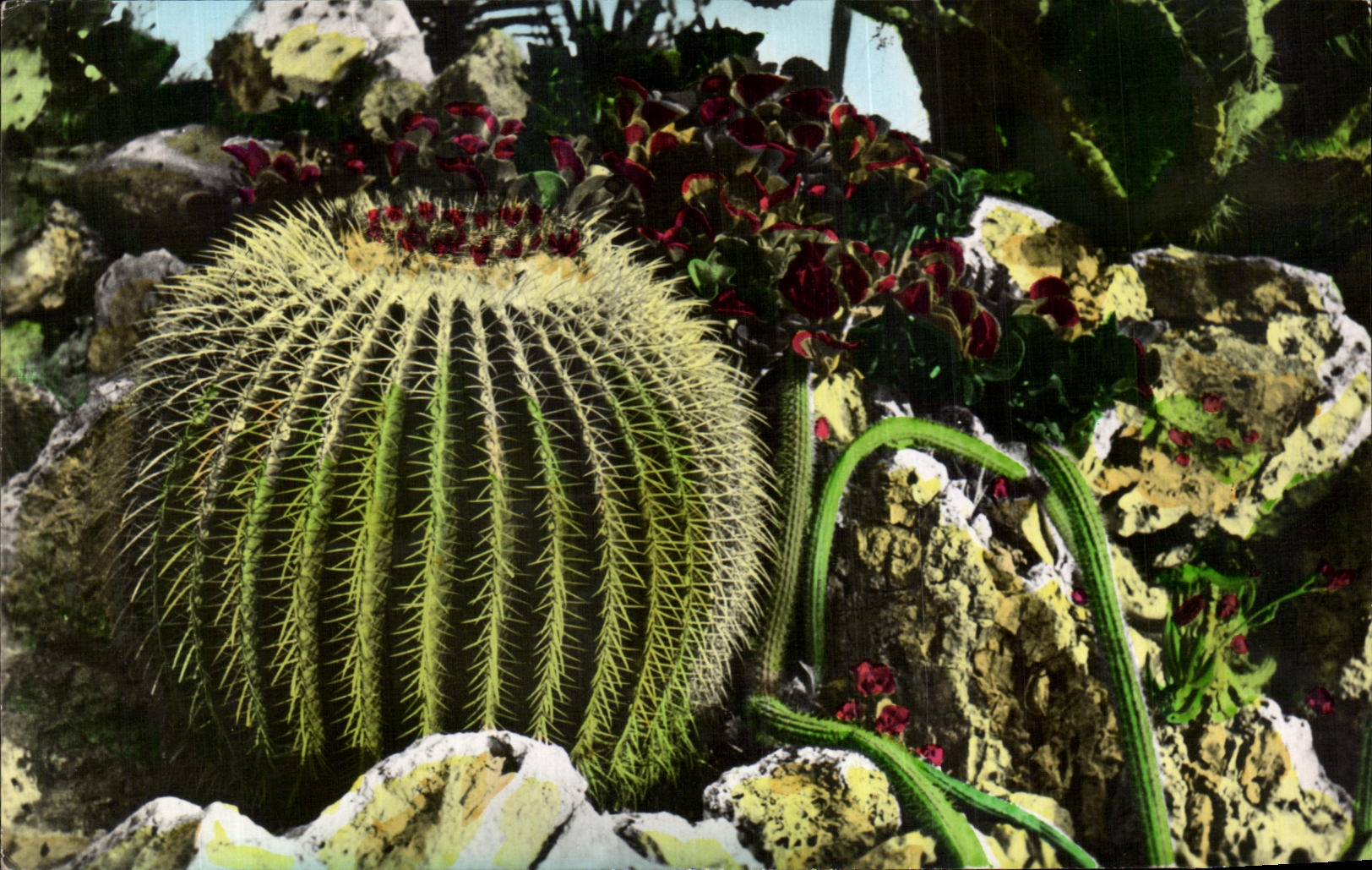 Jardin exotico de CPA del serpentinus del cirio de Monaco y del cacto robusta de la Opuntia