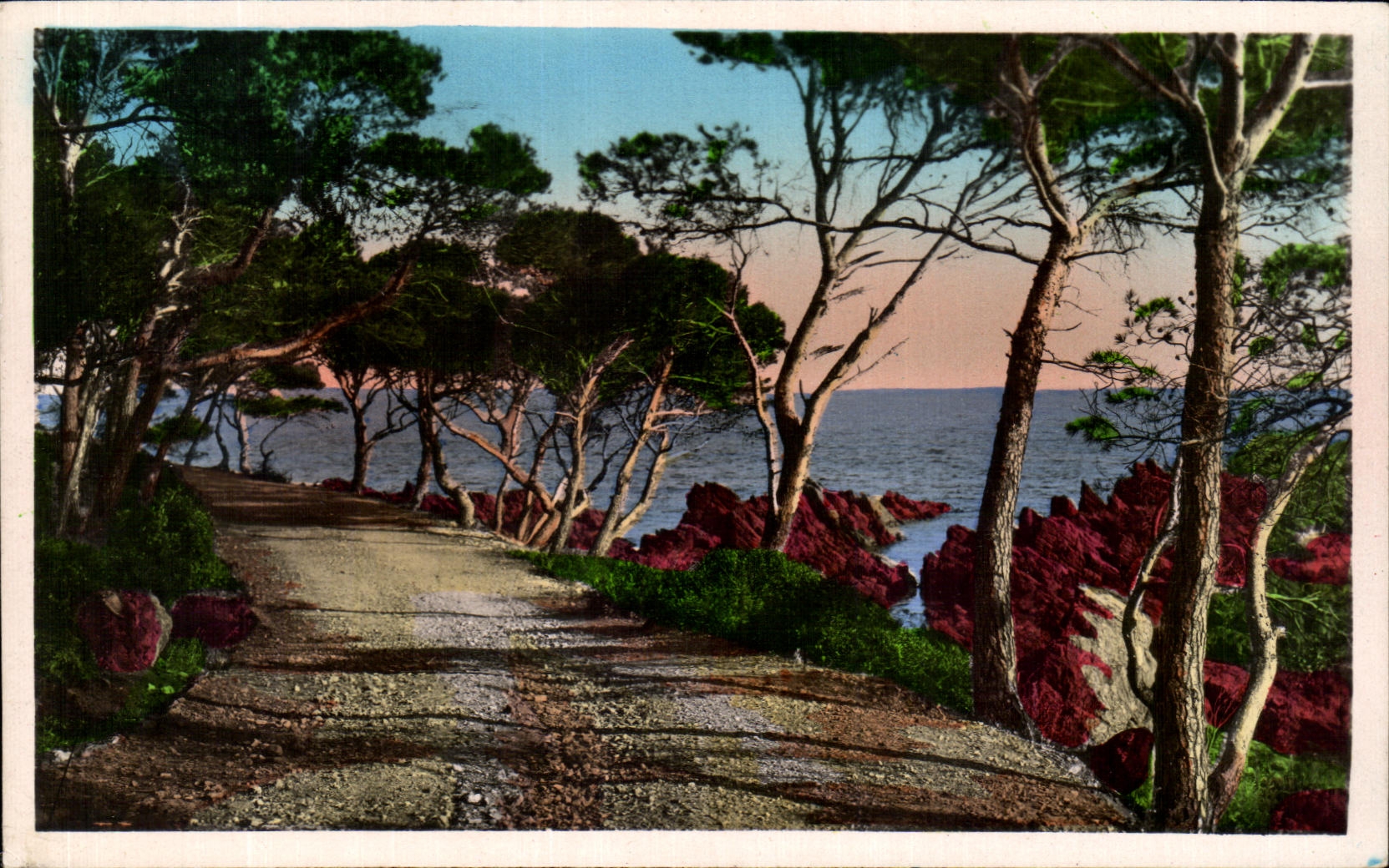 CPA La Cote D'Azur Le Chemin sous les Pins