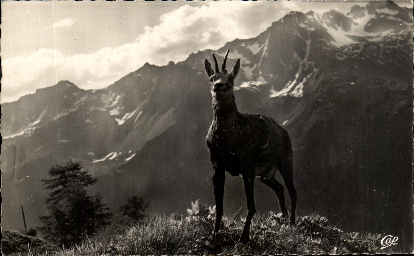 CPSM Vallee De Chamonix a Chamois