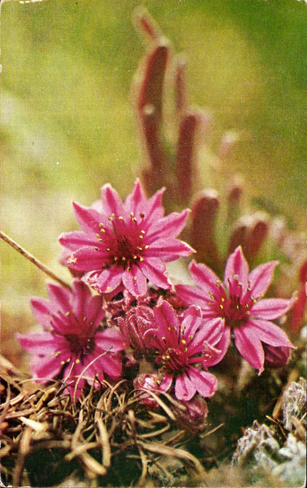 Flores MODERNAS de la TARJETA de las montan@as Vloo Currivand