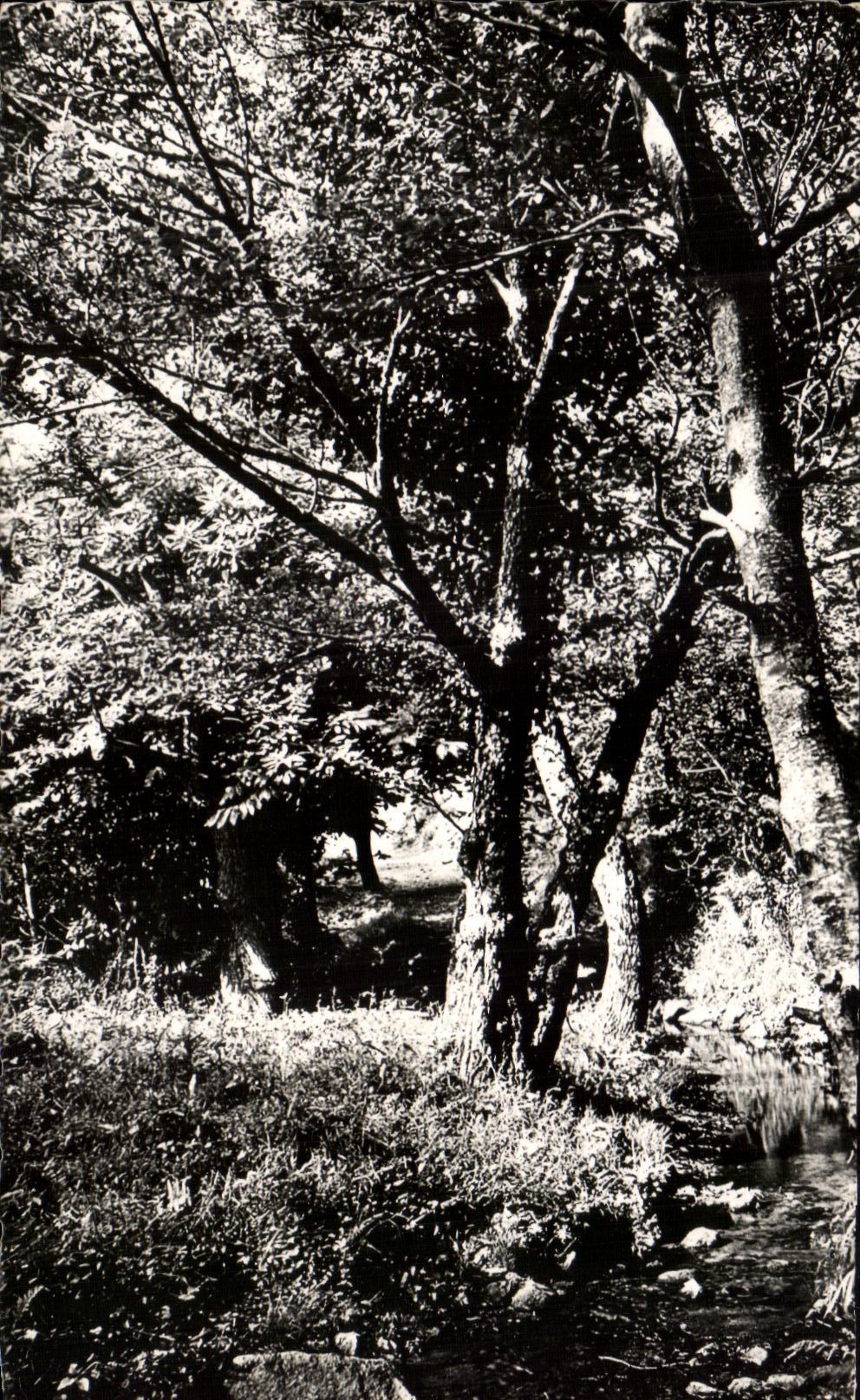 CPSM the Freinet Guard Under Wood