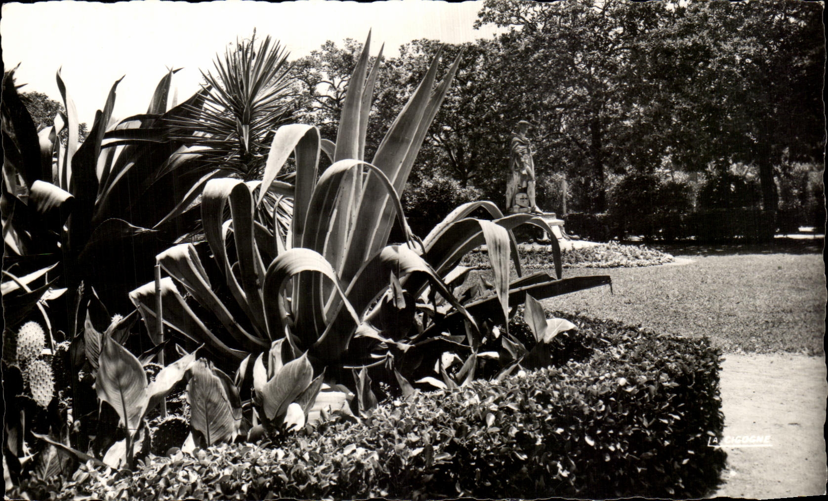 CPSM Hyeres Les Palmiers Jardins Aphonse Denis