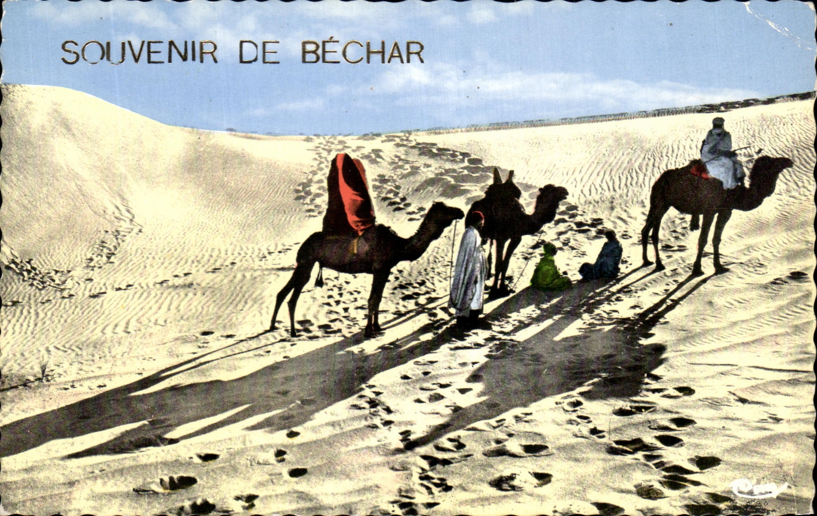 CPA Souvenir De Bechar Camel