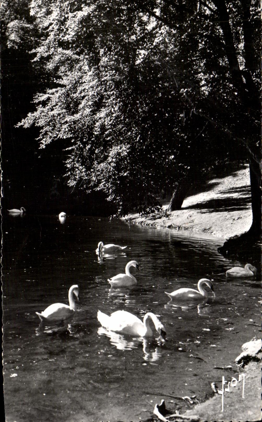 CPA Luchon the Lake Quincunxes and Swans