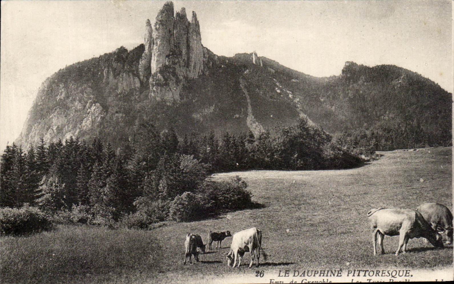 Dauphine CPA Picturesque Cows