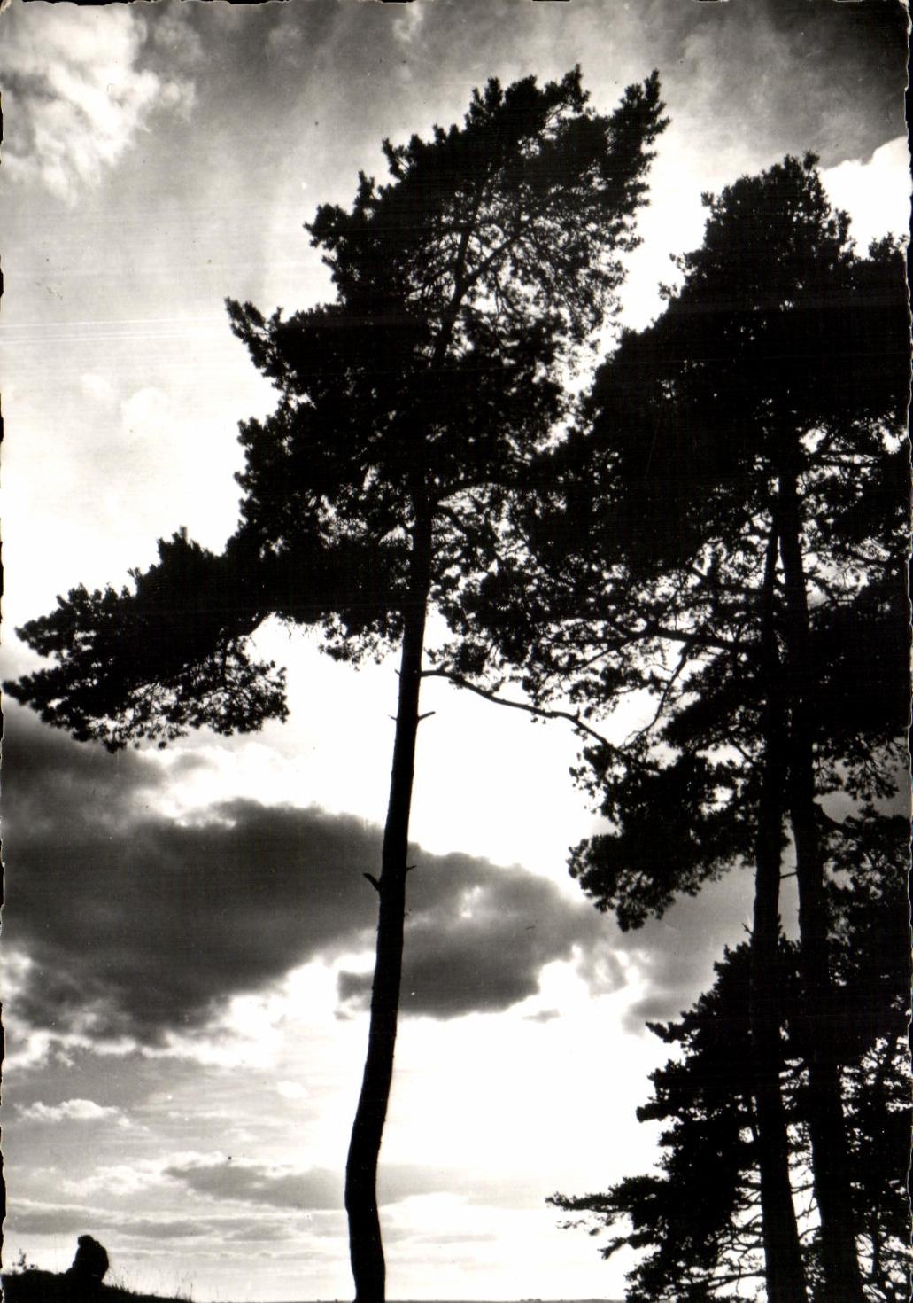 Puesta del sol de CPSM Touquet en los pinos